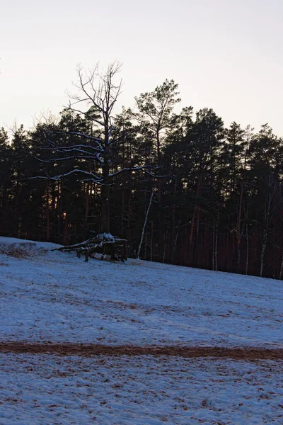 Зимовий Сезон Пуша Водиці Незвичайно Сухе Дерево Піщаному Пагорбі Дерева — стокове фото