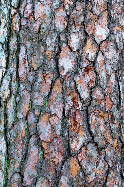 天然松の樹皮 抽象的な背景 木の皮 松の木の樹皮のクローズアップビュー トランクの質感 — ストック写真