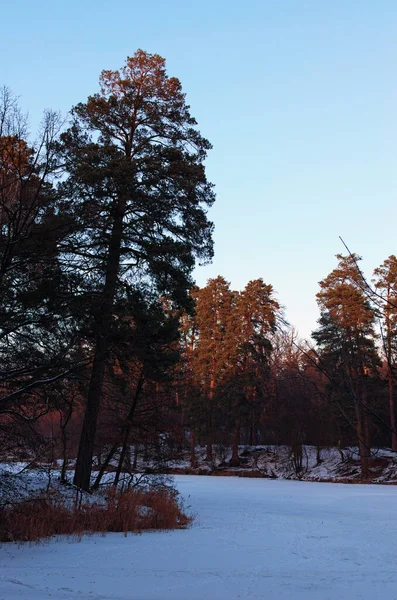 Pintoresco Paisaje Invernal Estanque Congelado Bosque Bosque Siempreverde Orilla Nieve —  Fotos de Stock