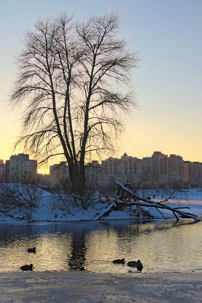 Vilda Ankor Simmar Liten Del Det Ofrusna Vattnet Floden Dnepr — Stockfoto