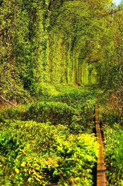 Natureza Única Destino Viagem Túnel Amor Túnel Natural Formado Por — Fotografia de Stock