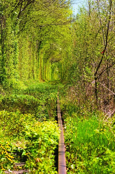 Velha Linha Ferroviária Natureza Com Ajuda Árvores Criou Túnel Único — Fotografia de Stock