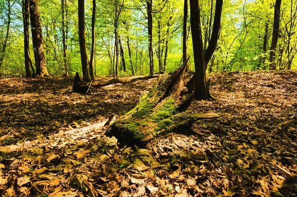 Детальний Погляд Старі Гнилі Пеньки Лісі Придивіться Гнилого Стовбура Дерева — стокове фото