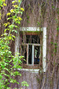 Camsız pencereli duvarın detaylı görüntüsü. Dokuma bitkileriyle kaplı terk edilmiş bir evin manzarası. Terk edilmiş kil evin kalıntıları.. 