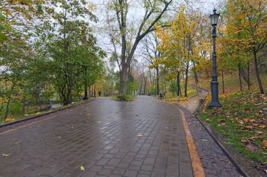 Sonbahar parkındaki kaldırım taşı dar sokakların alçak açılı görüntüsü. Yeşil çimlerde ve patikada düşen portakal yaprakları. Sonbahar mevsiminde manzara. Yağmurlu sabah.
