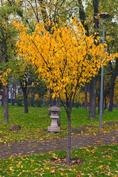 Niesamowity Krajobraz Sezonie Jesiennym Małe Drzewo Wiśni Japońskiej Sakura Wieloma — Zdjęcie stockowe