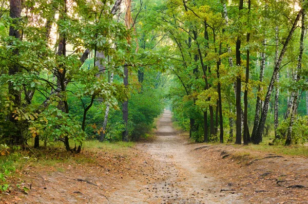 Vue Pittoresque Sur Paysage Étroit Chemin Terre Dans Forêt Automne — Photo