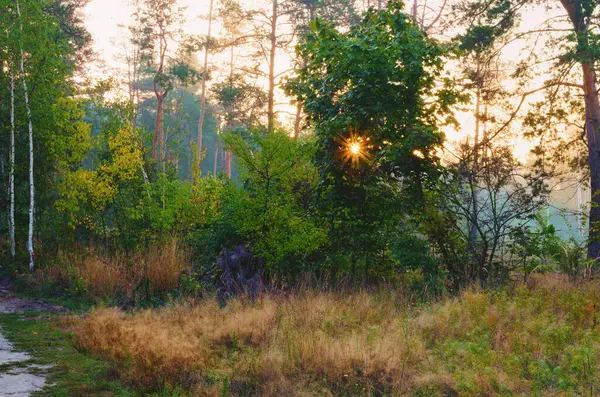 Landschaftlich Reizvoller Herbstwald Bei Sonnenaufgang Blick Die Morgensonne Sonnenstrahlen Scheinen — Stockfoto