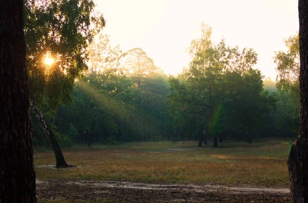 Les Rayons Soleil Brillent Travers Les Feuilles Des Arbres Lever — Photo