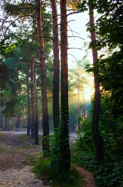 Rangée Pins Dans Forêt Paysage Matinal Pittoresque Lever Soleil Les — Photo