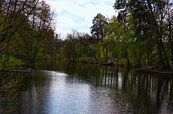 Живописный Природный Ландшафт Озера Зеленом Лесу Деревья Отражаются Спокойной Воде — стоковое фото