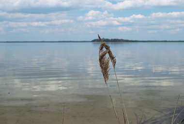 Göl, gökyüzü ve sazlık