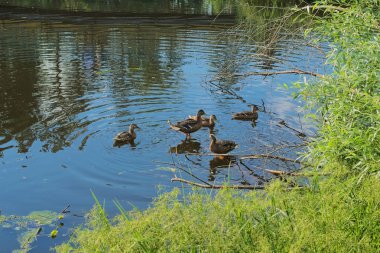 Beş yaban ördekleri