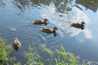 Dört yaban ördekleri Gıda için arıyoruz