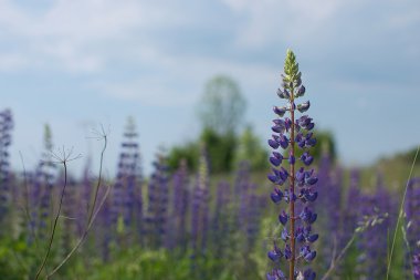 Mavi çiçekler (Lupinus angustifolius L alandır)