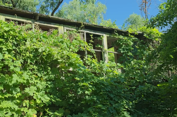 森の中で放棄された小屋の窓 — ストック写真