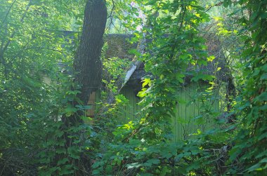 Bir ağaç üzerinde eski terk edilmiş bir eve düştü