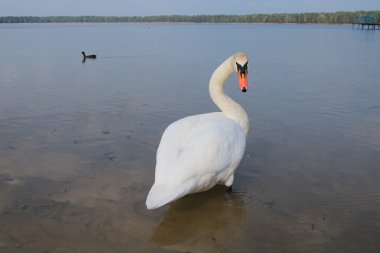 Kuğu uzakta yüzen. (Pisochne ozero, Ukrayna)