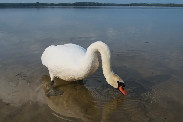 Swan cerca del cibo nel lago. (Pisochne ozero, Ucraina ) — Foto Stock