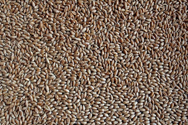 Pšeničná Zrna Ekologická Pšenice Přírodní Pšenice — Stock fotografie