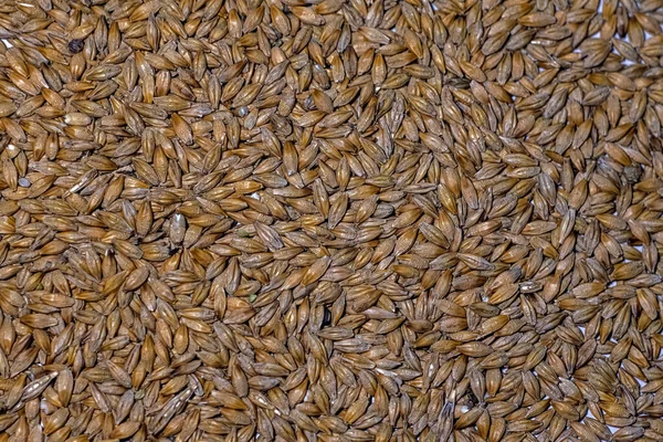 Weizenkörner Bio Weizen Natürlicher Weizen — Stockfoto