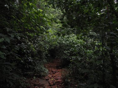 Tropikal ormanda sessiz bir patika