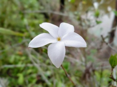 Bahçede yasemin çiçeği