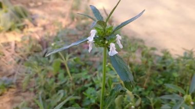 Leucas aspera beyaz çiçekler ve yeşil yapraklar
