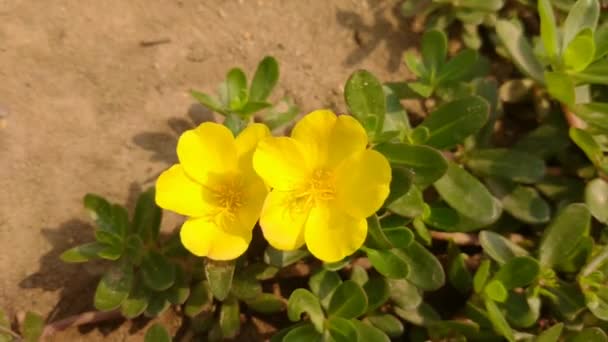 Krásné purpurově žluté květy v zemi