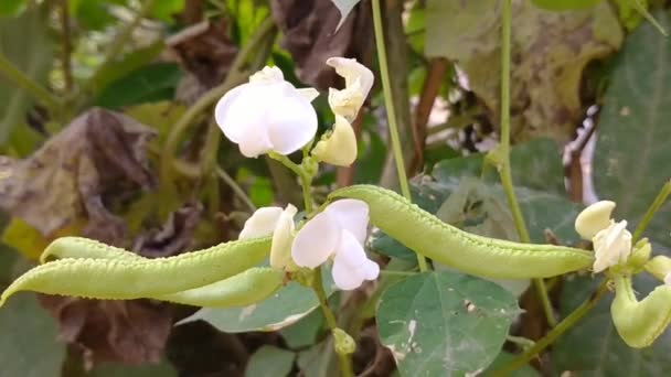 Kwiaty Fasoli Fava Zielone Owoce — Wideo stockowe