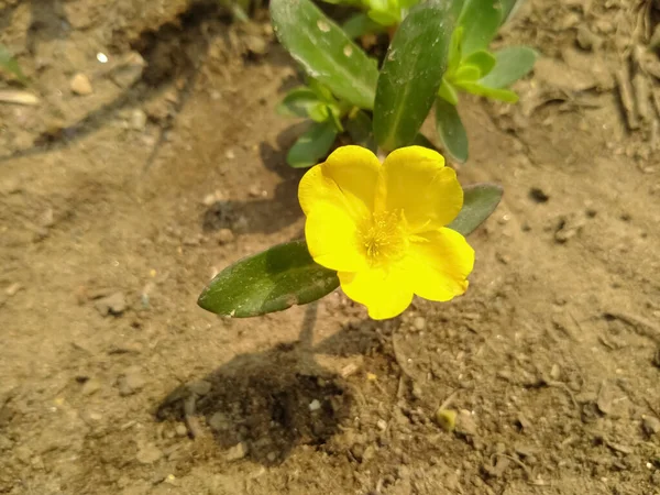 庭の黄色の花を追求する — ストック写真