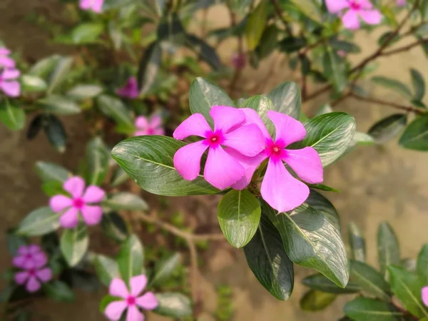 Flores Periwinkle Hojas Verdes Suelo — Foto de Stock