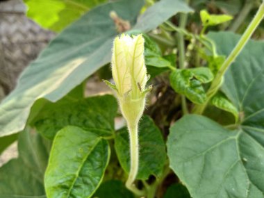 Şişe kabağı çiçeği ve yeşil yapraklar.