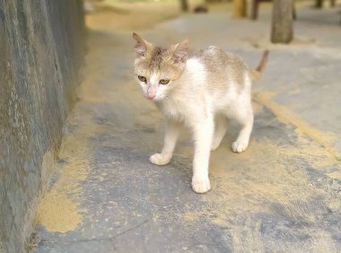 Kedi fare yakalamaya hazır.