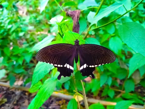 Mariposa Negra Hojas Verdes — Foto de Stock