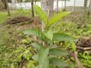 Guava ağacı ve yeşil yapraklar