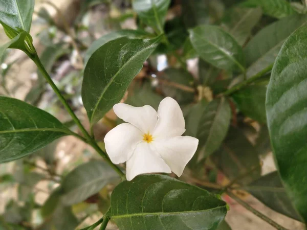 Цветок Жасмина Зеленый Лист — стоковое фото
