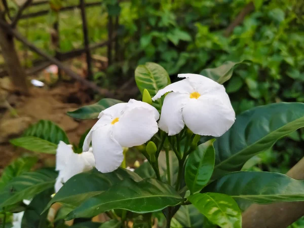 Fiori Foglie Gelsomino — Foto Stock