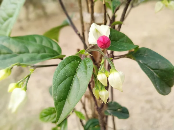 粉红和白花 — 图库照片