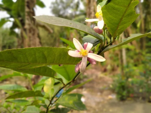 Bunga Lemon Dan Daun Hijau Yang Indah — Stok Foto