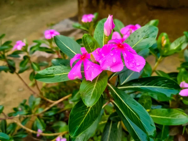 Fleurs Pervenche Dans Jardin — Photo