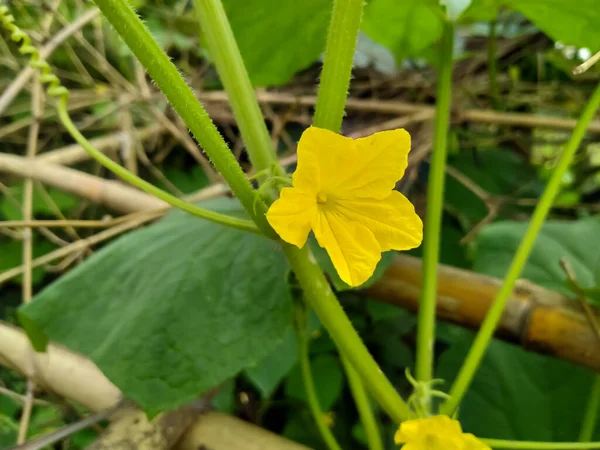 Flor Pepino Folhas Verdes Chão — Fotografia de Stock