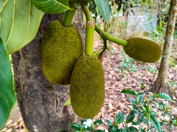 Jackfruit Fruits Garden — Stock Photo, Image