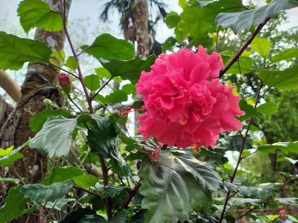 Hermosa Flor Hibisco Jardín — Foto de Stock