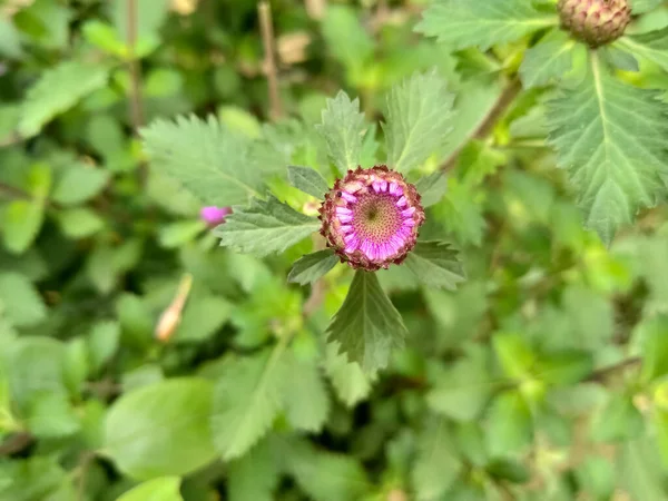 庭のピンクの丸型の花 — ストック写真