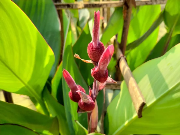 Flores Lirio Canna Roja Jardín — Foto de Stock