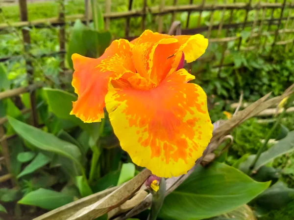 庭の黄色のカンナユリの花 — ストック写真