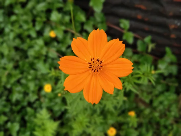 庭の黄色いデイジーの花と緑の葉 — ストック写真