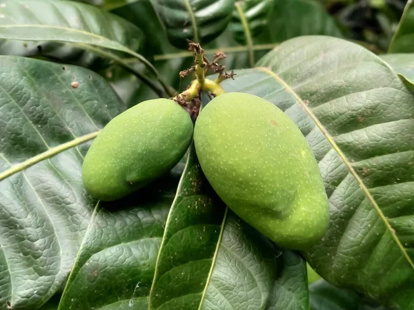 Mango Fruit Green Leaves Food Texture Garden — Stock Photo, Image