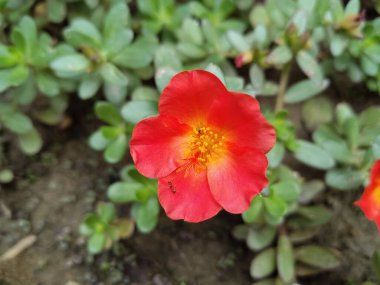 Bahçede kırmızı Purslane ve karınca çiçek açan arka plan hayvanları